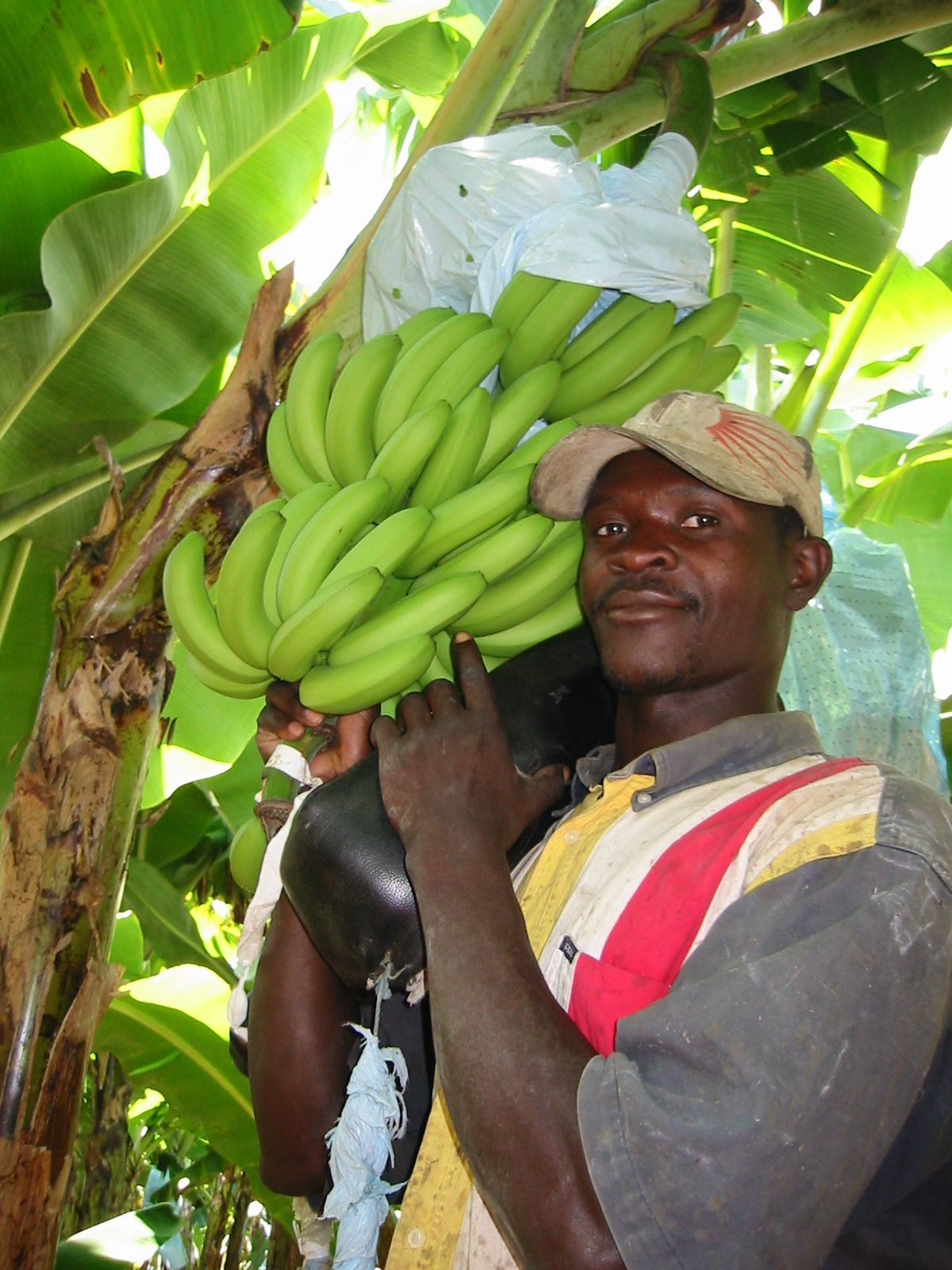 bananas_dominican_republic.jpg